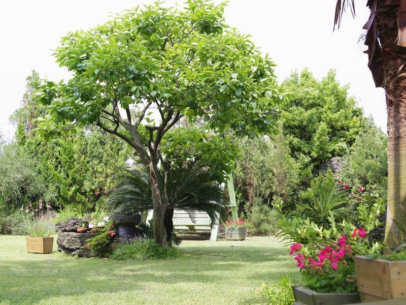 Namu Hyanggi Pension Jeju Dış mekan fotoğraf